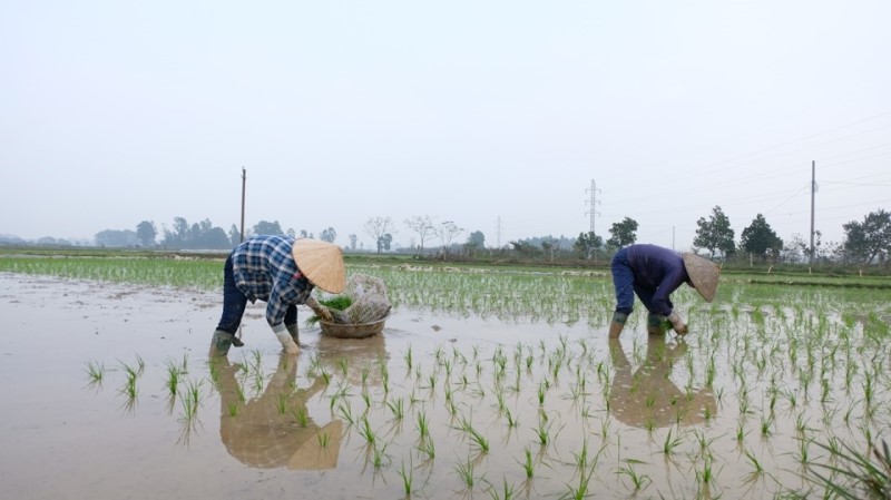 Hà Nội: Gieo cấy được trên 14.000 ha lúa vụ xuân