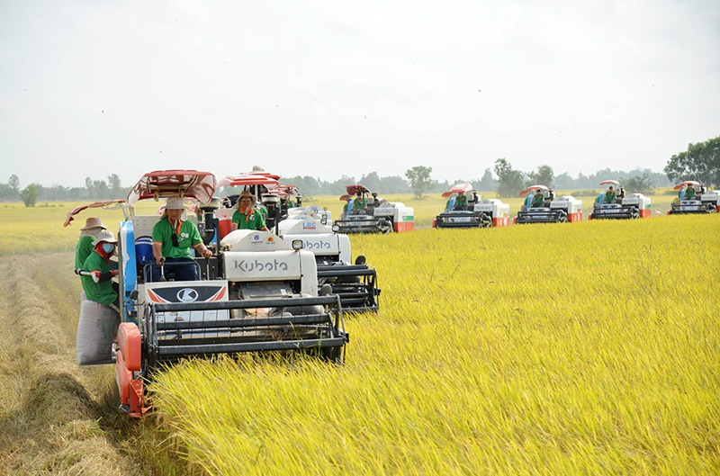 Triển khai hiệu quả các mô hình chuỗi liên kết tiêu thụ lúa gạo