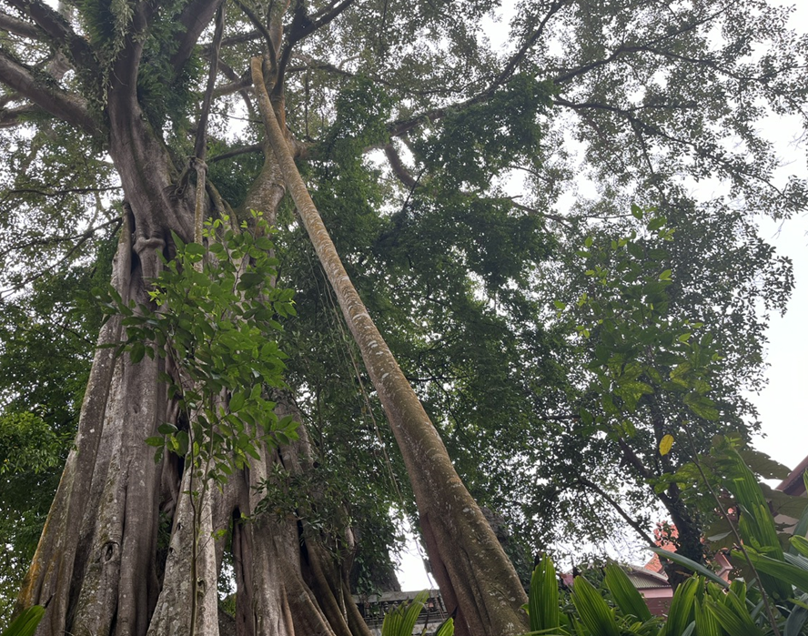 Thanh Oai (Hà Nội): 5 cây cổ thụ được công nhận Cây Di sản Việt Nam