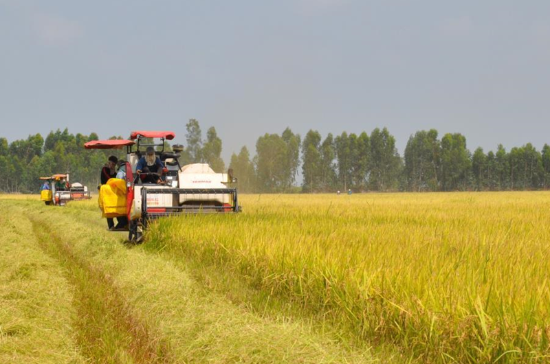 Tập trung triển khai có hiệu quả Đề án 