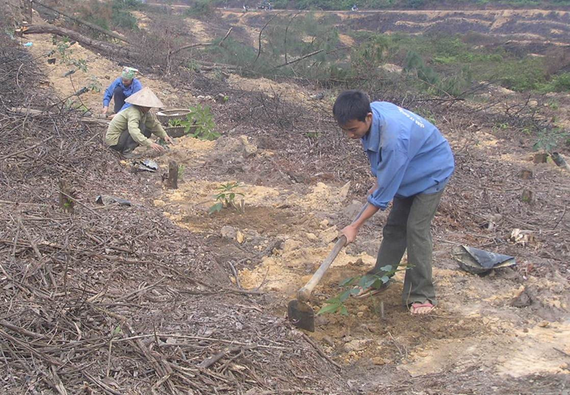 Tăng diện tích rừng trồng lên 1 triệu ha