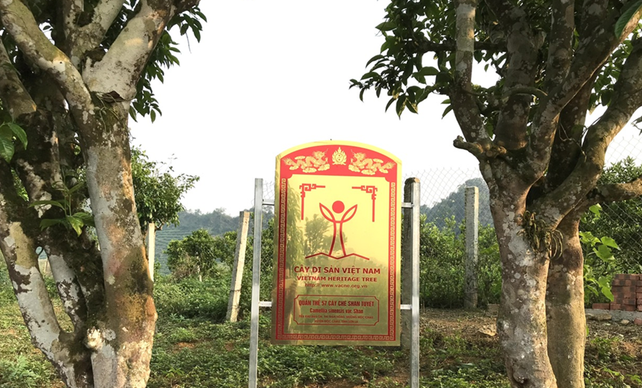 [Photo Story] Quần thể chè Shan tuyết cổ thụ tại Sơn La được công nhận Cây Di sản Việt Nam