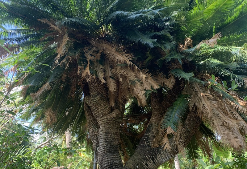 Độc lạ cây thiên tuế cổ thụ 9 ngọn tại đình Phú Nhuận