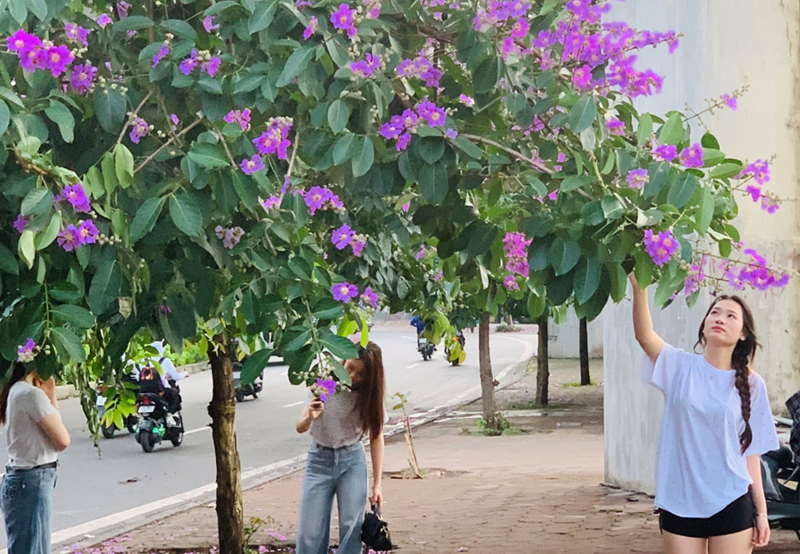 [Photo Story] Phố phường Hà Nội rực rỡ sắc tím bằng lăng