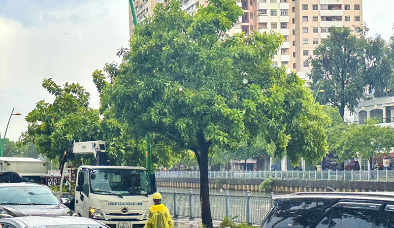 TP. Hồ Chí Minh yêu cầu cung cấp thông tin, tài liệu liên quan đến các dự án cây xanh