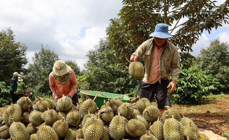 Nâng cao hiệu quả vệ sinh dịch tễ, kiểm dịch động, thực vật