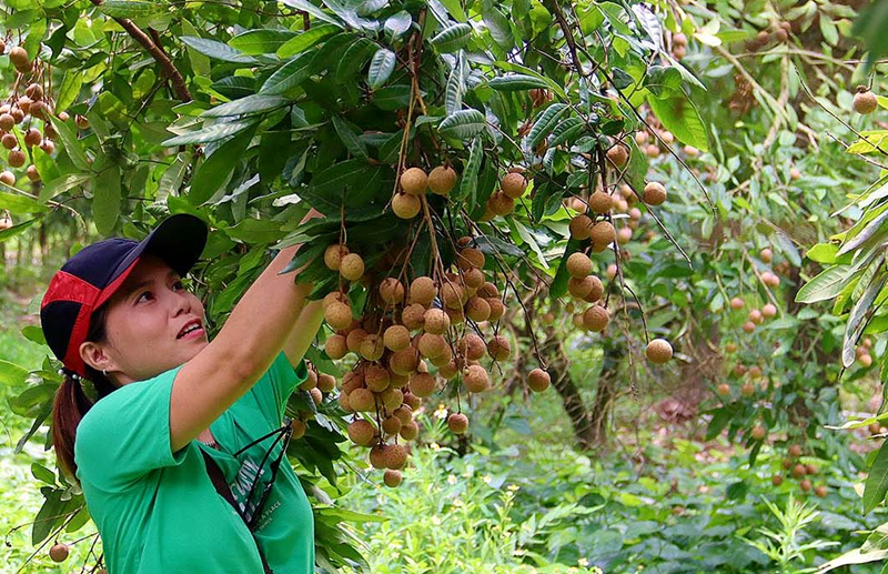 Quy hoạch tỉnh Hưng Yên: Cơ cấu, phát triển nông nghiệp theo hướng hiện đại