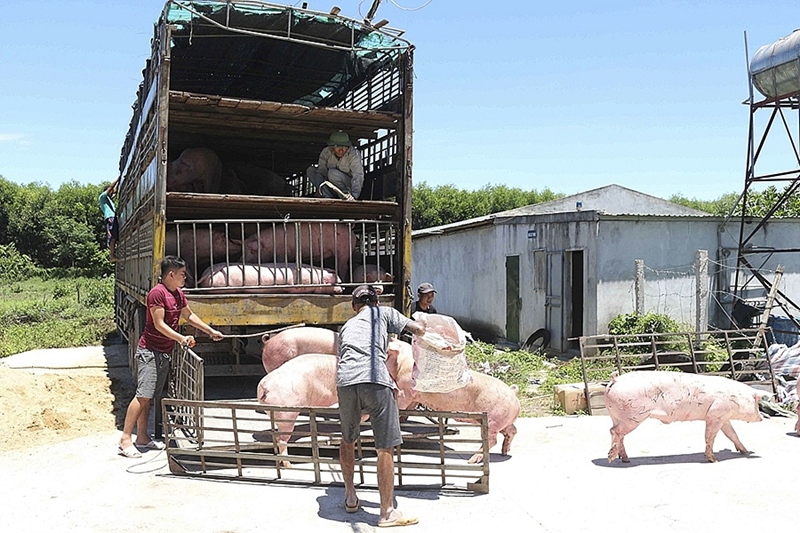 Ngăn chặn, xử lý dứt điểm các ổ dịch tả lợn châu Phi