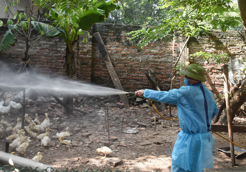 Yêu cầu kiểm điểm, xử lý trách nhiệm trong triển khai chống dịch gia súc gia cầm