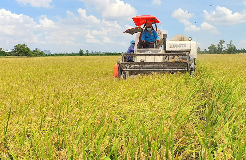 Những khó khăn trong triển khai Đề án 1 triệu ha lúa chất lượng cao, phát thải thấp