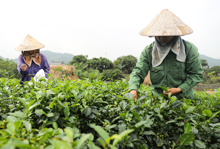 Làm mới các động lực tăng trưởng truyền thống, thúc đẩy các động lực tăng trưởng mới