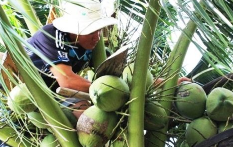 Trà Vinh: Đa dạng hoạt động trong Festival 100 năm dừa sáp