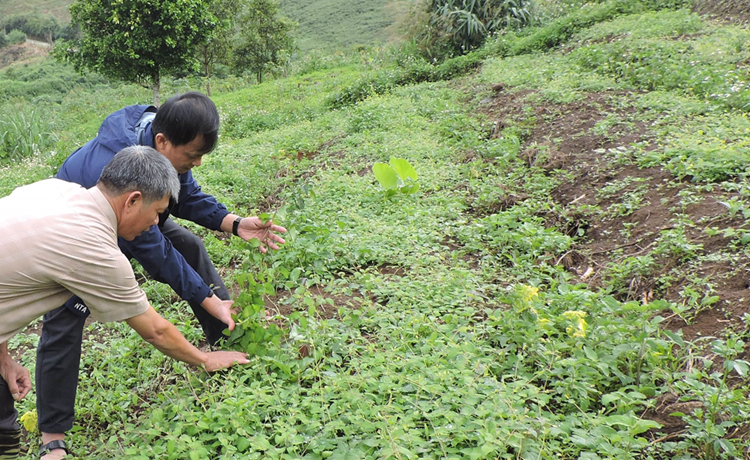 Quy định những loại đất được sử dụng kết hợp đa mục đích