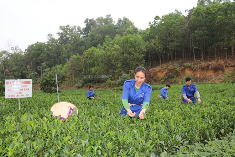 Phân loại hợp tác xã theo tiêu chí nào?