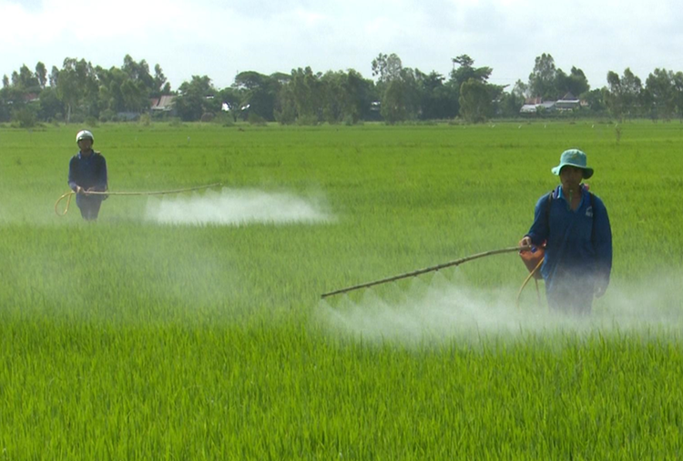 Lúa nước – một trong những lĩnh vực phát thải lớn của ngành nông nghiệp