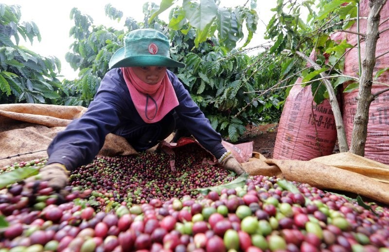 Cà phê Việt Nam cần giải pháp và sẵn sàng khi Quy định của EU có hiệu lực