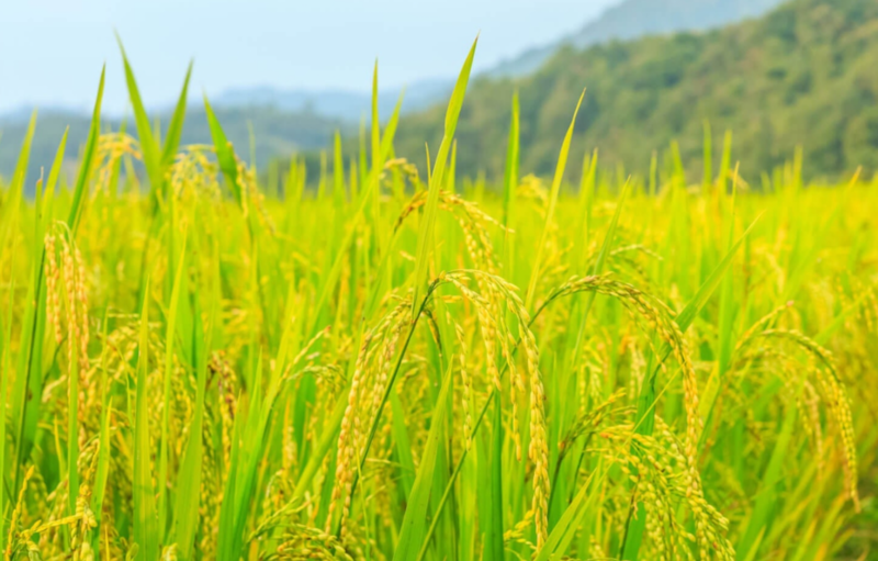 Thúc đẩy sản xuất lúa gạo, đảm bảo an ninh lương thực