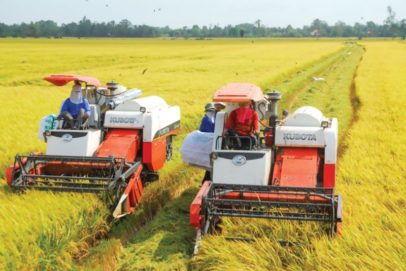 Mở rộng diện tích, đẩy mạnh xuất khẩu gạo