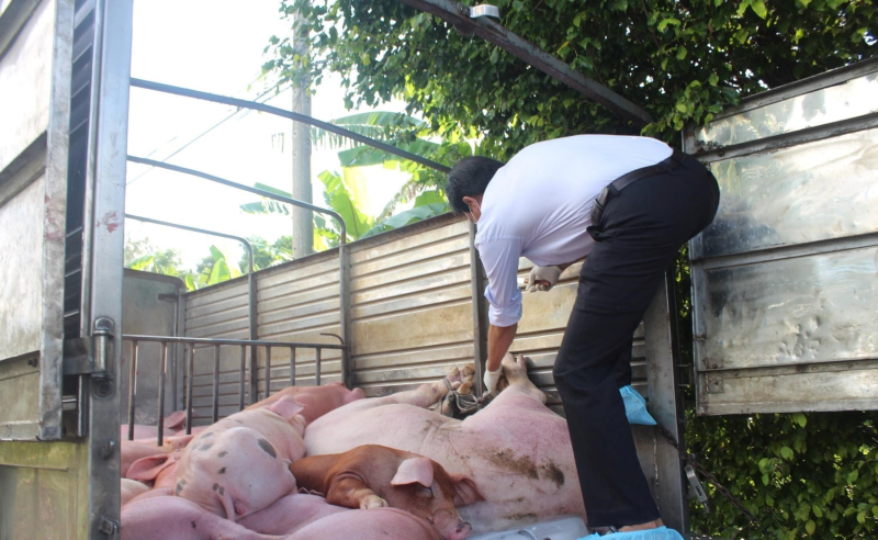 Chính phủ yêu cầu xử lý nghiêm các hành vi buôn bán, vận chuyển động vật trái phép vào Việt Nam