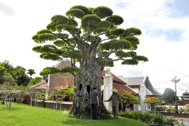 5 cây cổ thụ đầu tiên trong năm 2023 được công nhận Cây Di sản Việt Nam