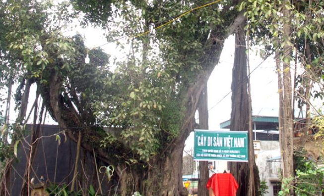 Phú Thọ: Cây đa cổ thụ trên 400 năm được công nhận Cây Di sản Việt Nam