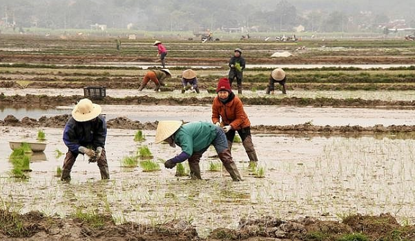 Nhiều địa phương đã lấy đủ nước sản xuất nông nghiệp