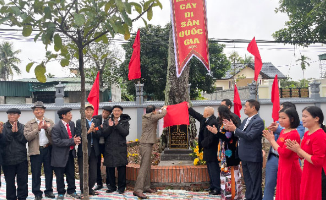 Hải Dương: Cây gạo cổ thụ ở Gia Lộc được công nhận Cây Di sản Việt Nam