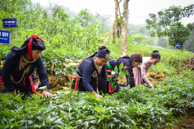 Tạo không gian phát triển cho cây dược liệu