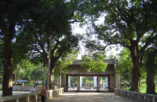 Trên 20 cây cổ thụ được đề xuất công nhận Cây Di sản Việt Nam