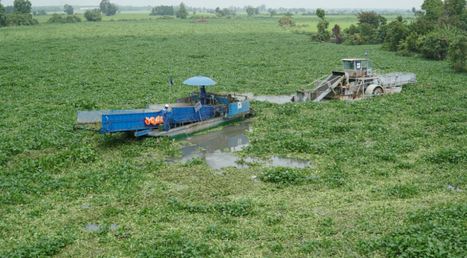 Vì sao bèo tây ngày càng sinh sôi mạnh? (Bài 1)