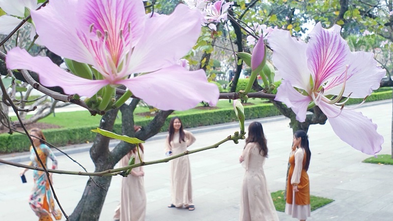 [Photo Story] Hoa ban Tây Bắc khoe sắc giữa lòng Thủ đô