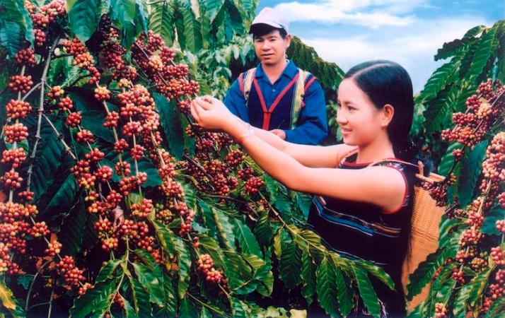 Tạo dựng văn hóa cà phê