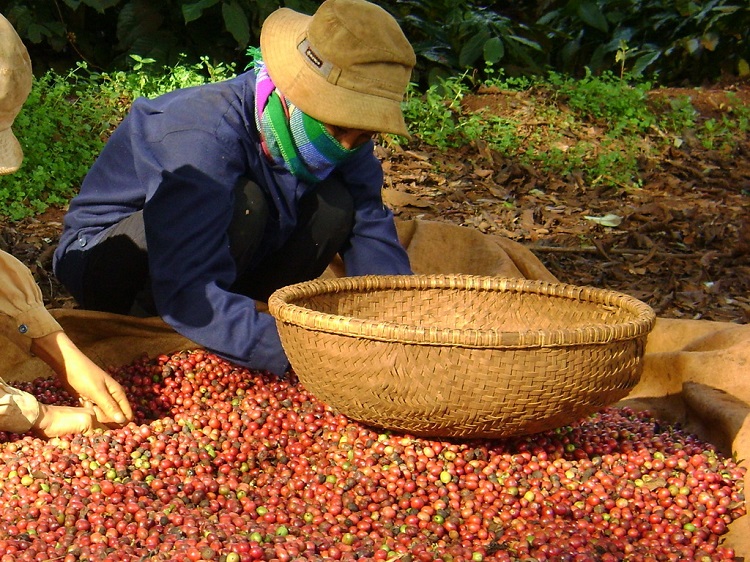 Lời giải cho bài toán phát triển ngành cà phê theo hướng “xanh”, bền vững