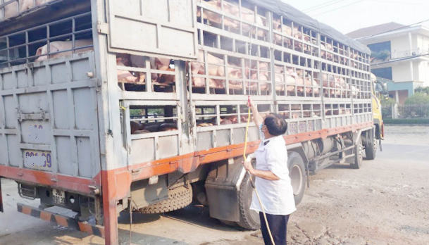 TT - Huế: Siết chặt quản lý về hoạt động buôn bán, giết mổ, vận chuyển gia cầm