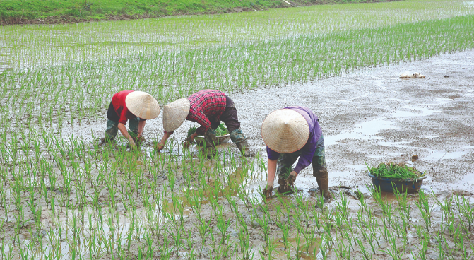 Vụ Đông – Xuân: Cả nước trồng được trên 2,6 triệu ha lúa