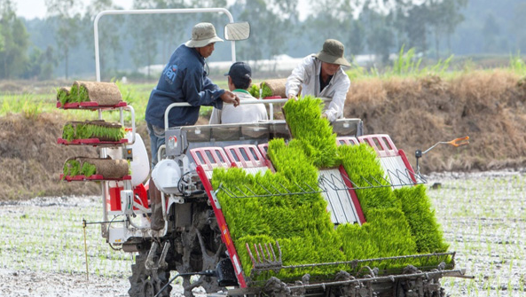 Tiền Giang: Đẩy mạnh mô hình sản xuất lúa ứng dụng công nghệ cao