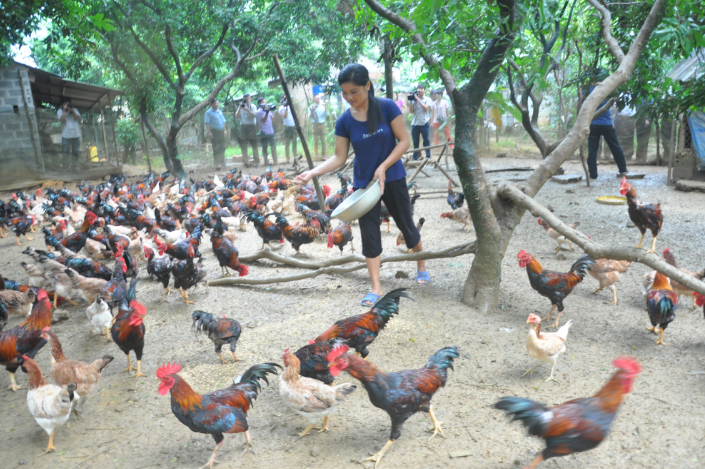 Khẩn trương triển khai mô hình chăn nuôi an toàn sinh học