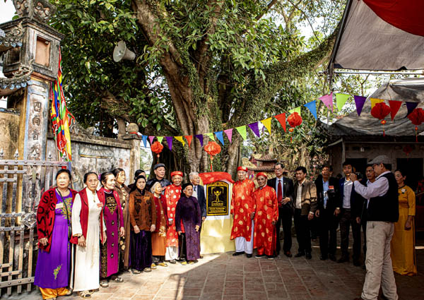 Đa cổ thụ tại Vĩnh Phúc được công nhận Cây Di sản Việt Nam