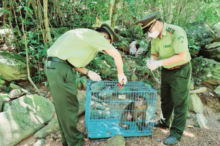 Đẩy mạnh các hoạt động bảo tồn động vật hoang dã