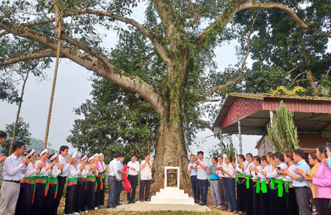Phú Thọ: 04 cây cổ thụ ở Văn Miếu được công nhận Cây Di sản Việt Nam