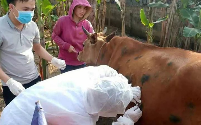 Quảng Bình: Tăng cường phòng chống dịch bệnh trên đàn gia súc