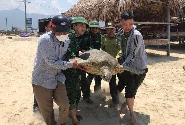 Kiên Giang: Nhiều cá thể rùa quý hiếm được thả về môi trường sống tự nhiên