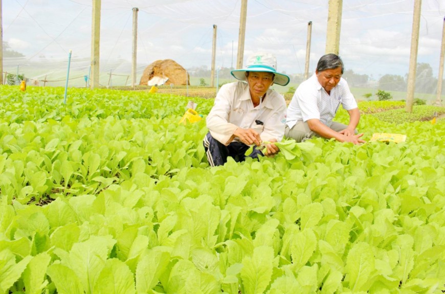 Hoàn thiện cơ chế chính sách thúc đẩy phát triển kinh tế hợp tác xã