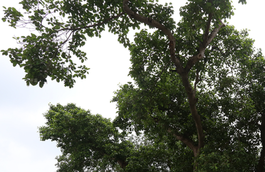 VACNE: Hơn 10 cây cổ thụ được công nhận Cây Di sản Việt Nam