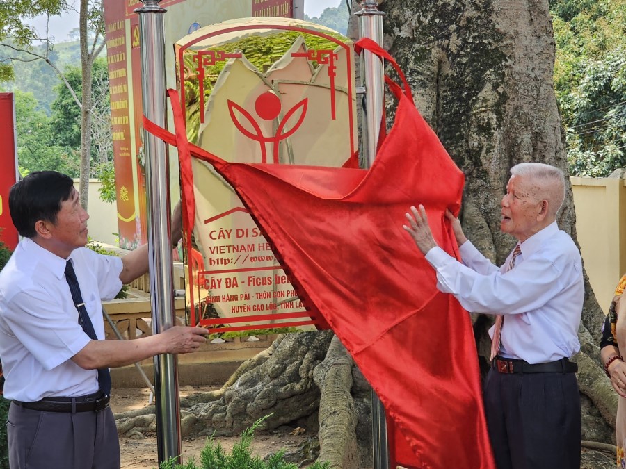 Nhiều cây cổ thụ tại Lạng Sơn được công nhận Cây Di sản Việt Nam