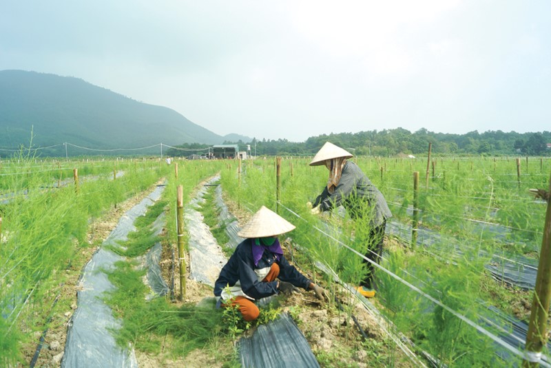 Phấn đấu đến năm 2025 có ít nhất 60% hợp tác xã nông nghiệp hoạt động tốt, khá