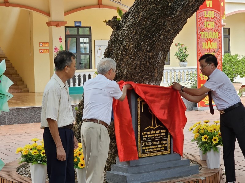 Hải Phòng: 2 cây bàng cổ thụ được công nhận Cây Di sản Việt Nam