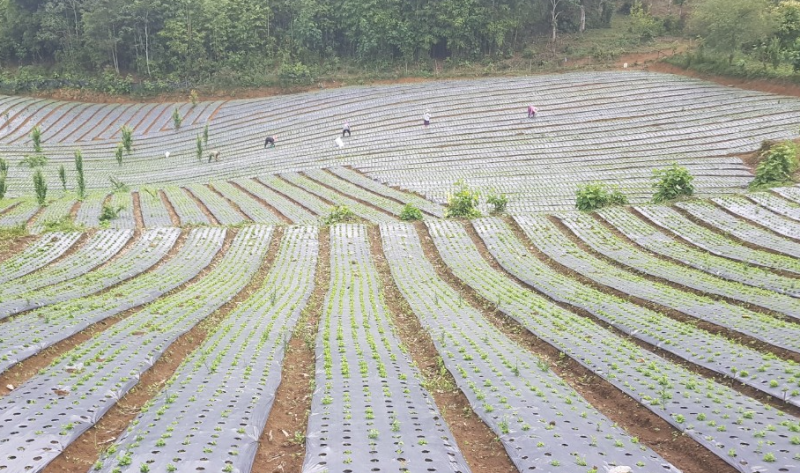 Dự án phát triển vùng trồng dược liệu quý có thể được hỗ trợ đến 1 tỷ đồng