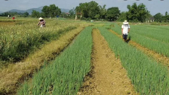 Các địa phương khu vực miền trung có khả năng thiếu nước sản xuất