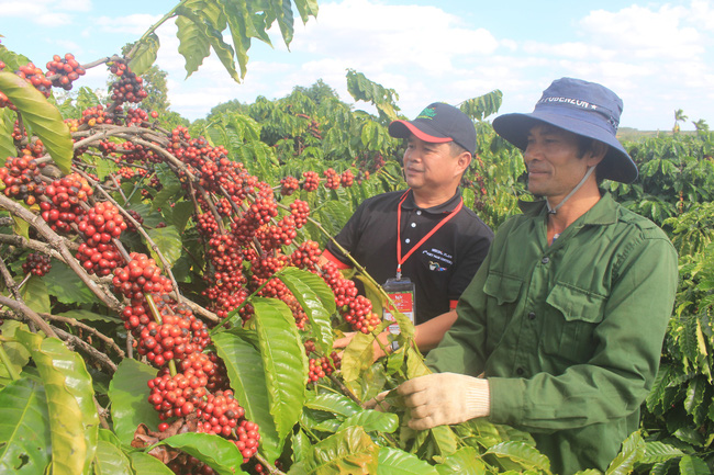 Nhiều địa phương mở rộng diện tích tái canh cà phê